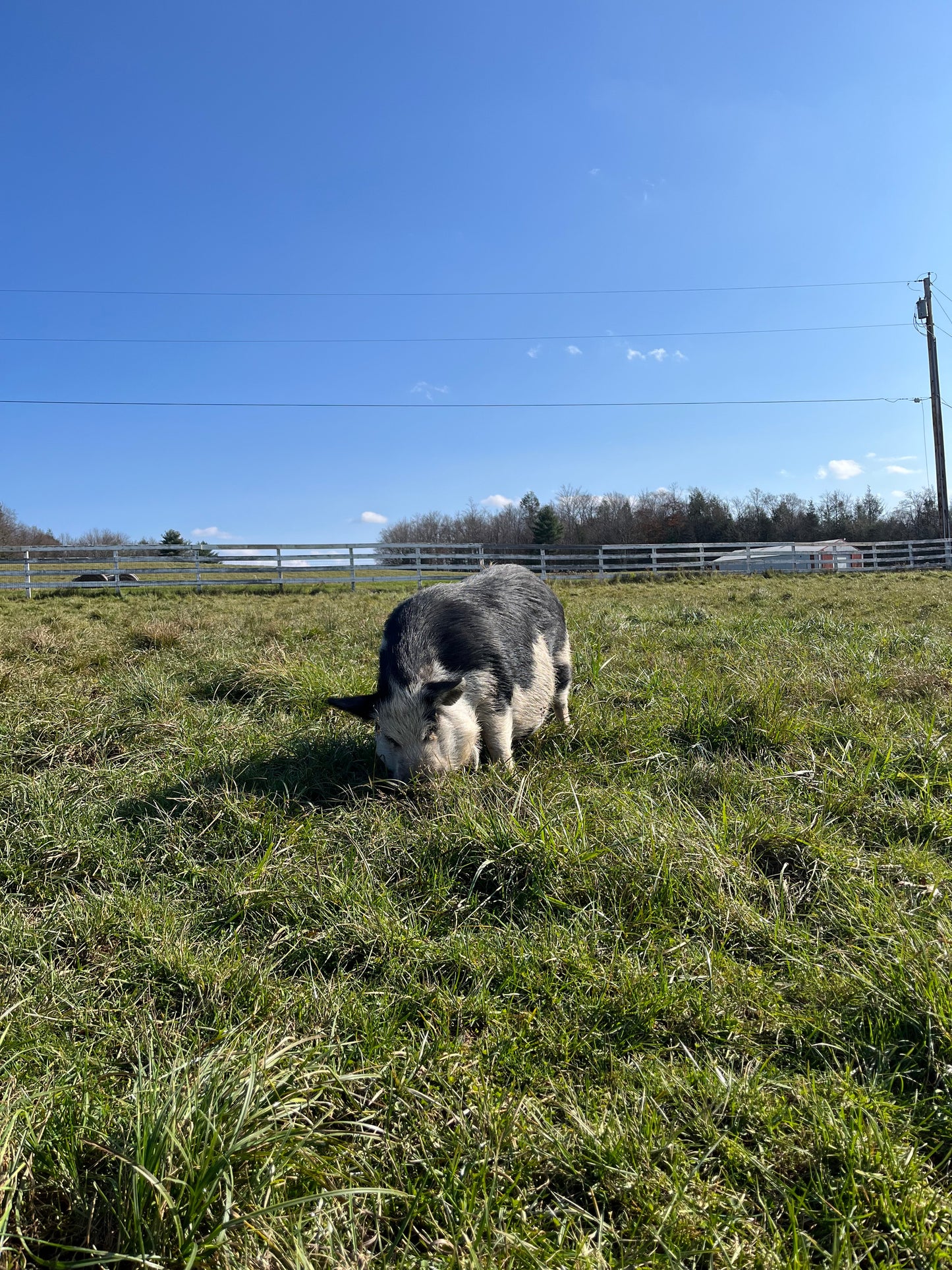Arthur's Acres Animal Sanctuary Candle
