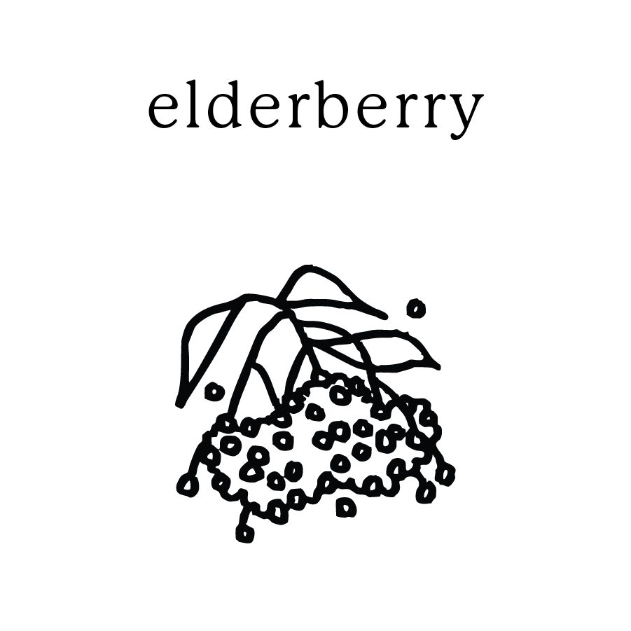 elderberry