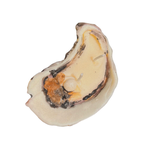 pearl oyster candle