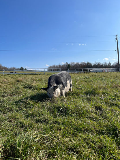 Arthur's Acres Animal Sanctuary Candle