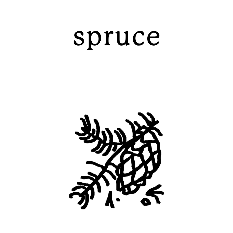 spruce